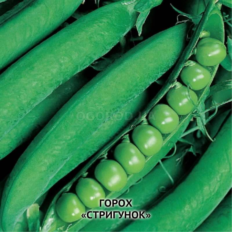 Виды и сорта гороха с фото и описанием разновидностей: амброзия, глориоз, динга, оскар, авола, тройка, салют