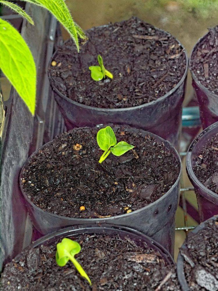 Бальзамин, как вырастить летом и сохранить зимой