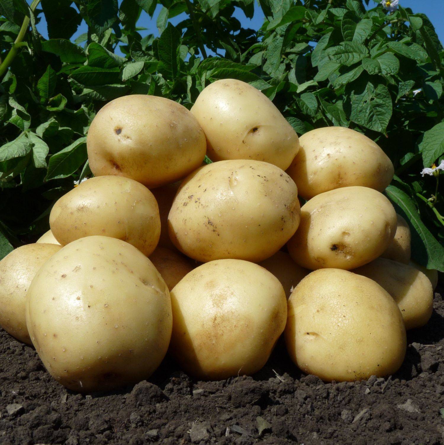 Картофель утро раннее: описание и характеристика сорта, урожайность с фото