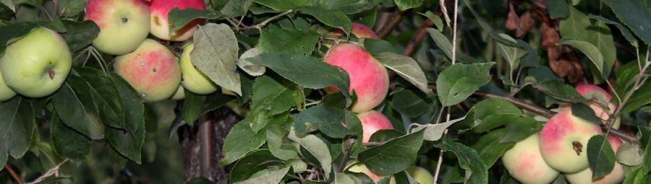 Описание и характеристики яблони Мантет, посадка и уход