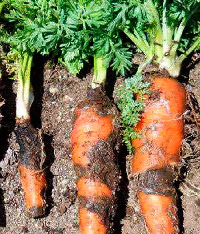 Причины, почему желтеет и сохнет морковь на грядке и что с этим делать