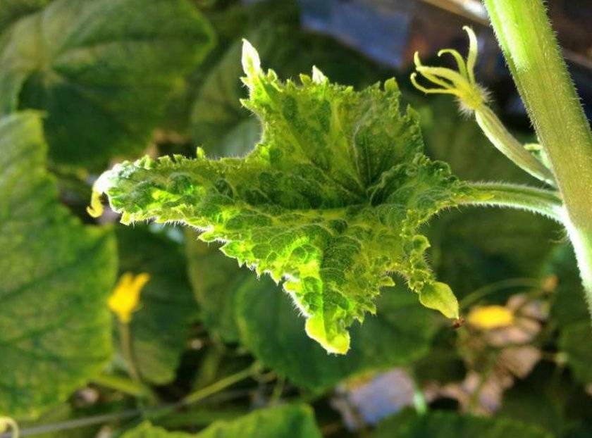 Народное лечение подагры : травы, грязи, гомеопатия | компетентно о здоровье на ilive