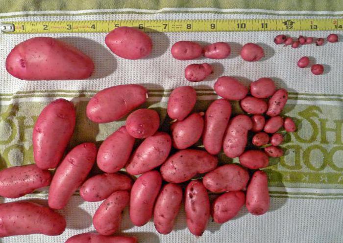 Сорт картофеля ред леди: характеристика, описание с фото, отзывы