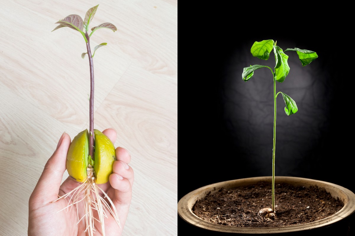 Как вырастить яблоню из семечка в домашних условиях, видео и фото