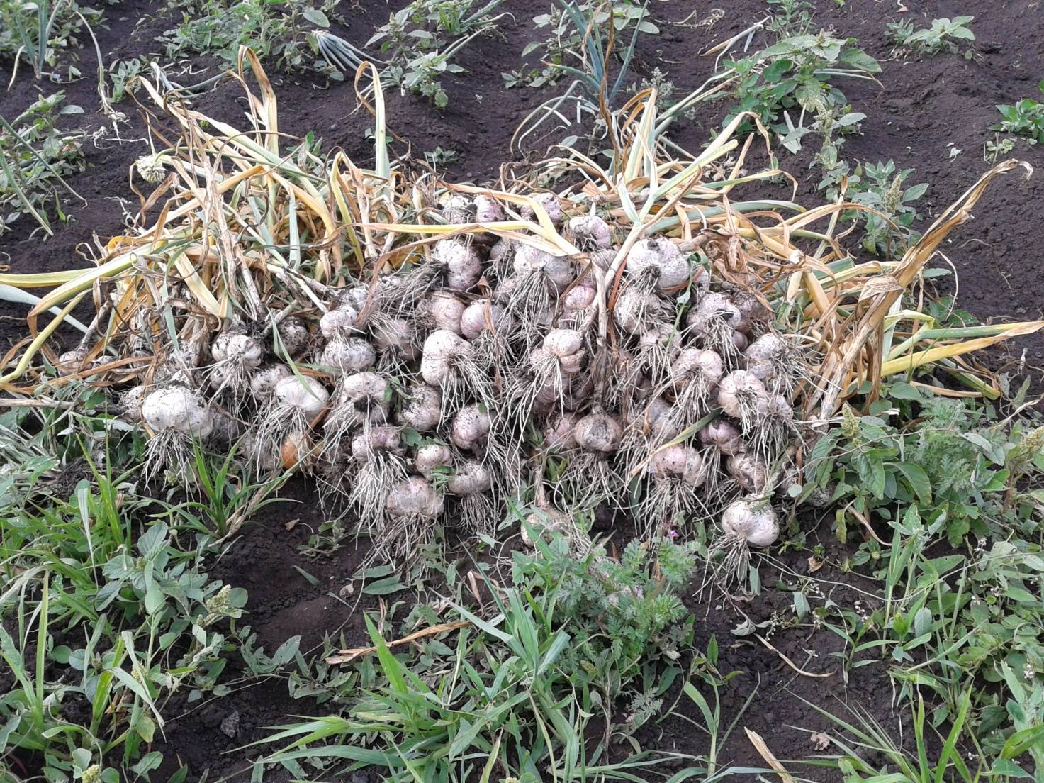 Как вырастить лук в дождливую погоду: чем подкормить и когда убирать урожай