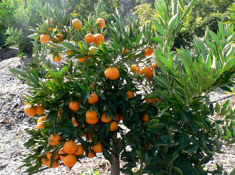 Комнатный мандарин в домашних условиях: посадка и уход, болезни и удобрения, размножение и выращивание сорта, фото