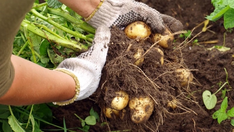 7 способов выращивания картошки, которые увеличат ваш урожай. фото — ботаничка.ru
