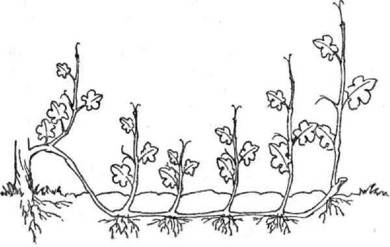 Размножение винограда черенками весной разными способами
