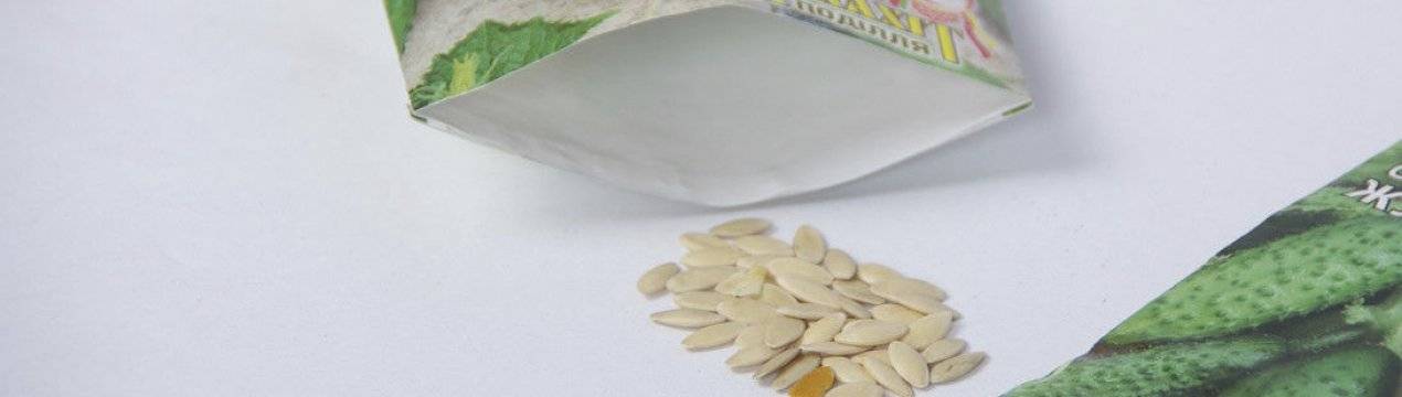 Как правильно посадить огурцы в открытый грунт семенами фото видео