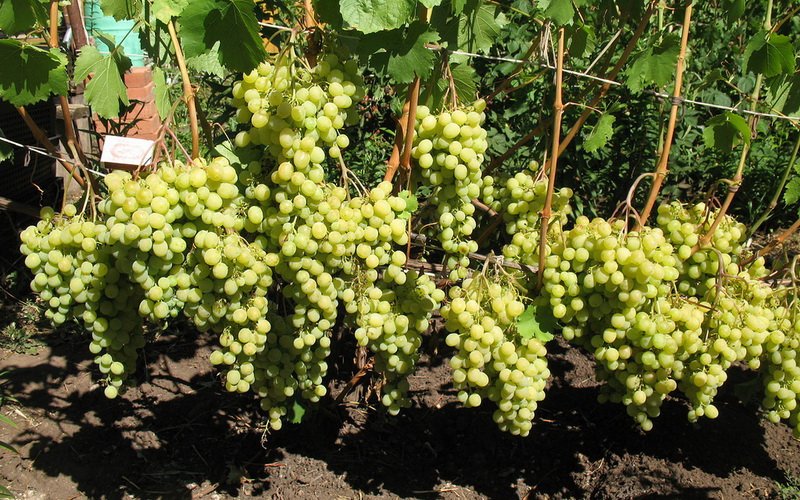 Лучшие сорта винограда для выращивания в средней полосе россии с описанием, характеристикой и отзывами