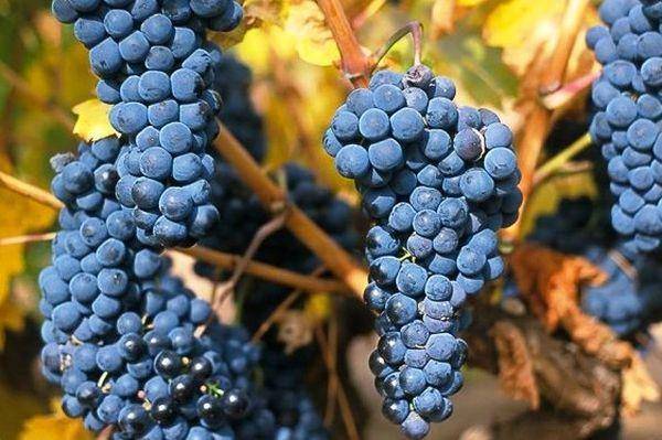 Виноград темпранильо: характеристика, выращивание, фото