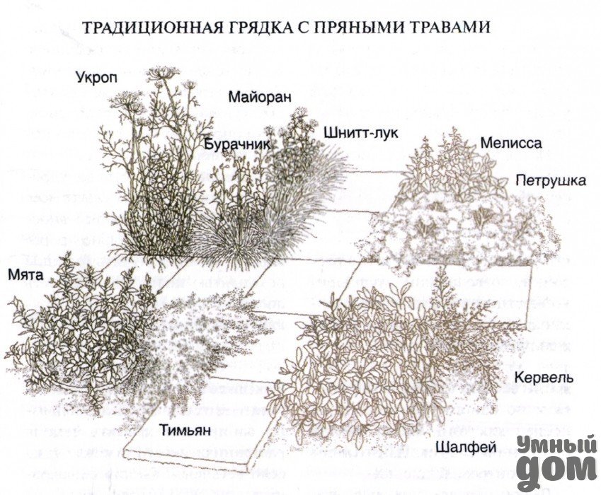 Пряные травы для вашего сада. список, названия с фото — ботаничка.ru