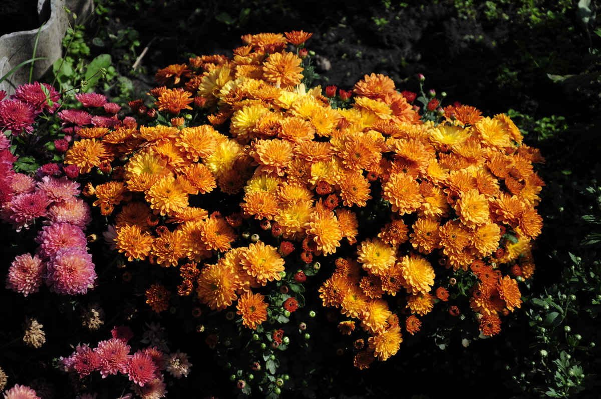 Зимовка хризантемы мультифлора: советы и рекомендации