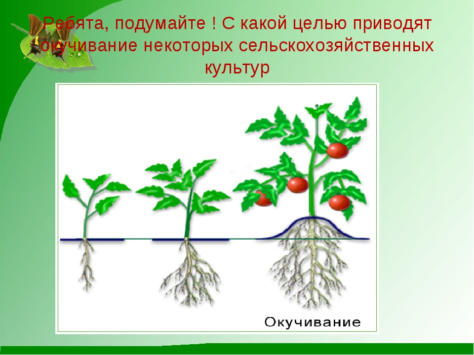 Какой длины корень у огурца и почему это важно знать огороднику?