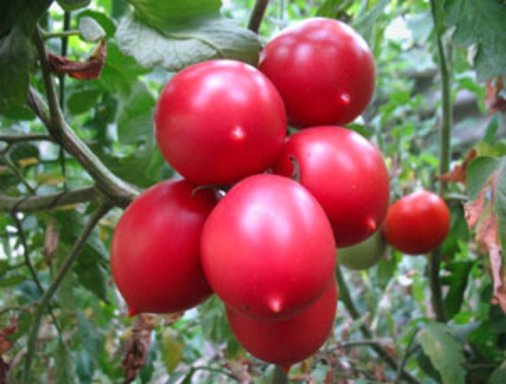Описание сорта томата сызранская пипочка, выращивание и уход