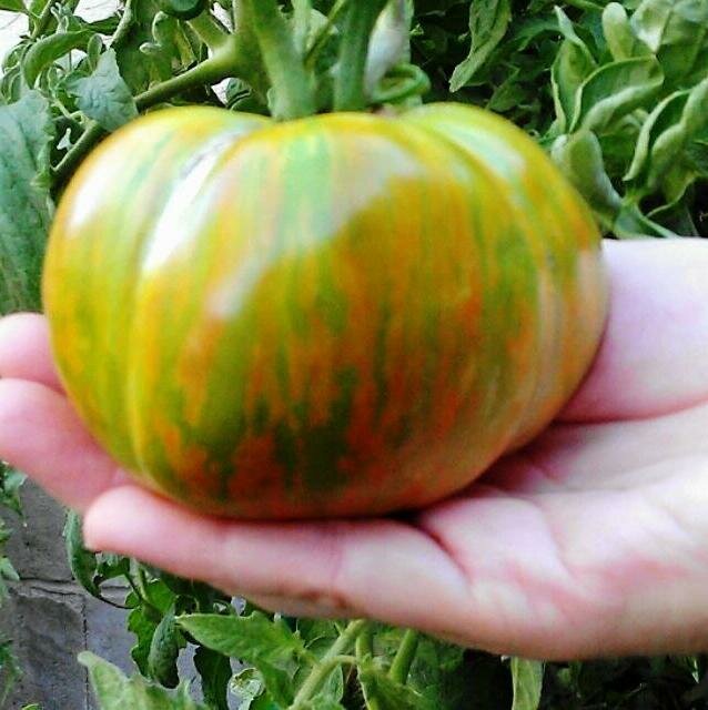 Сорт помидоров «малахитовая шкатулка»: характеристика, плюсы и минусы