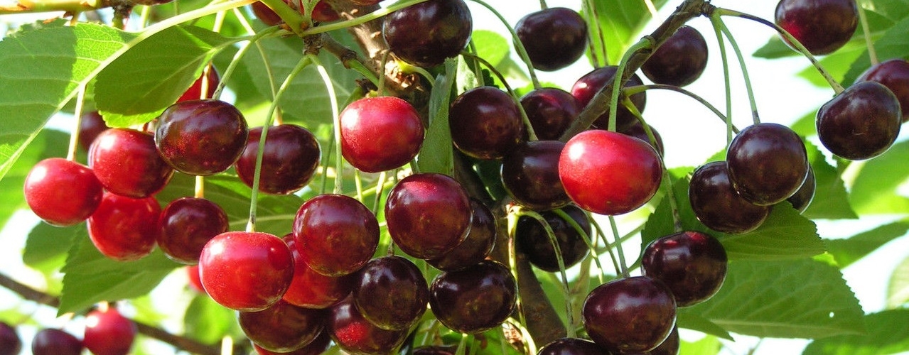 Сорта вишни для нижегородской области - ашинская, вавилова, быстринка, ксения, изобильная, шубинка и другие