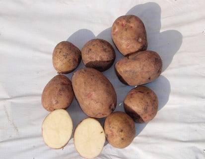 Сорт картофеля ильинский: фото, описание, характеристика