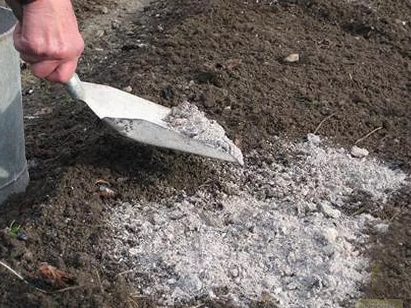 Табачная пыль от вредителей: применение в садоводстве и отзывы