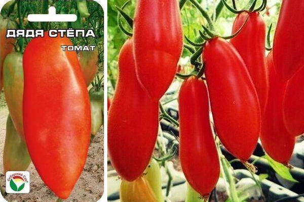 Описание селекционного томата Дядя Степа и агротехника выращивания сорта