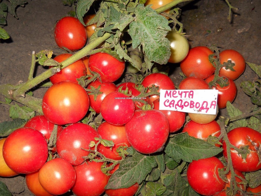 Штамбовые сорта томатов - моё село