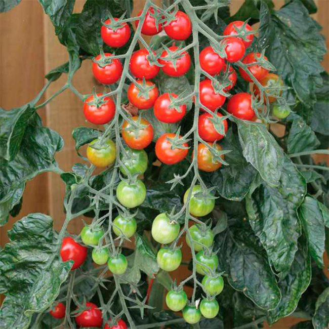 Помидоры - рапунцель: описание сорта, урожайность, отзывы, фото