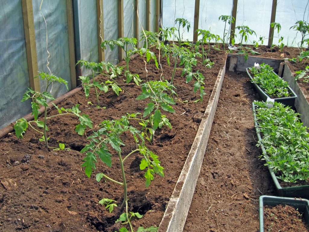 Выращивание томатов черри в теплице