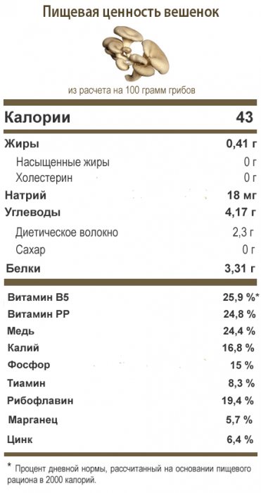 Вешенки — польза и вред | польза и вред