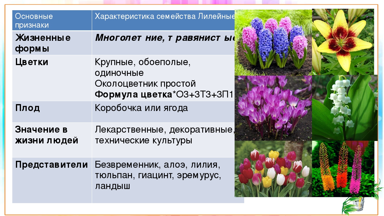 Общие признаки растений семейства лилейных