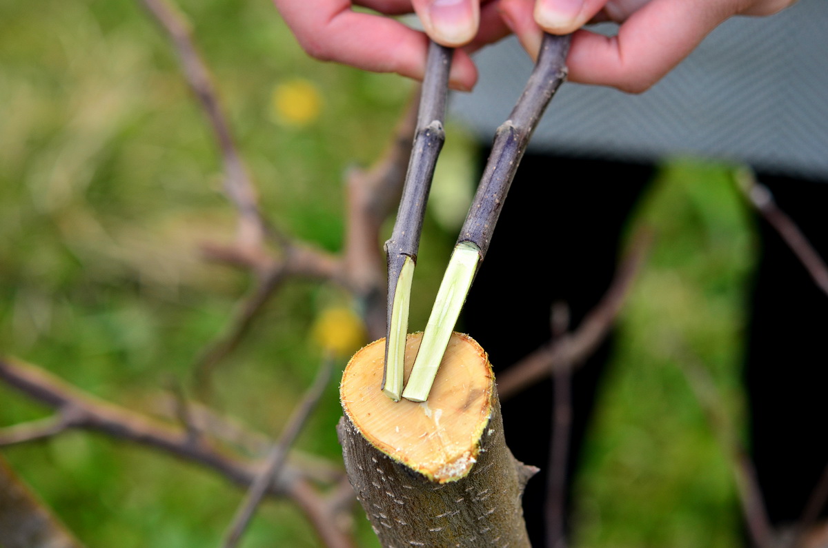 Выращивание саженцев яблони, в том числе из семечка, а также уход за ними