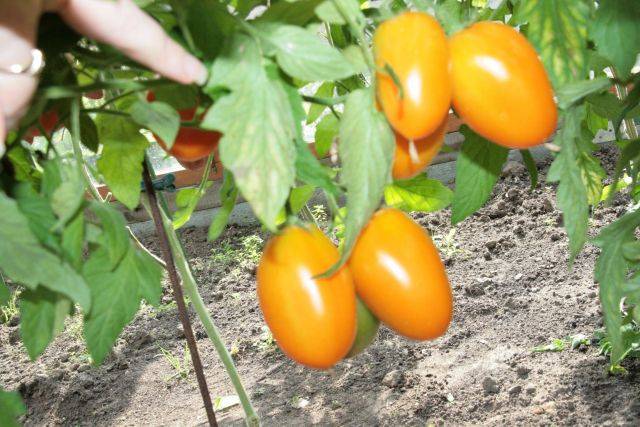 Лучшие желтые (оранжевые) сорта томатов: топ-25 с фото, описаниями и характеристиками