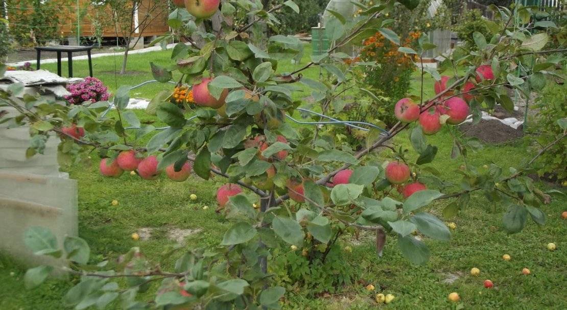 Низкорослые яблони для подмосковья: лучший сорт на карликовом подвое с фото, описанием и отзывами