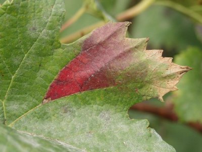 Краснуха у винограда: лечение и эффективные методы борьбы с красными пятнами