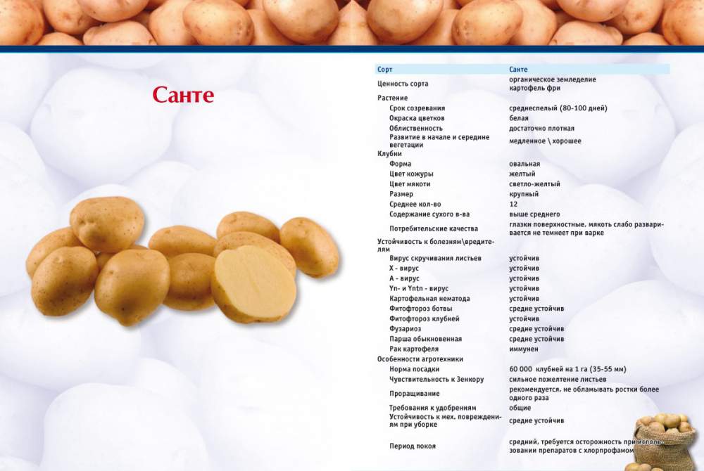Картофель сантэ — описание сорта, характеристика, посадка и уход, фото