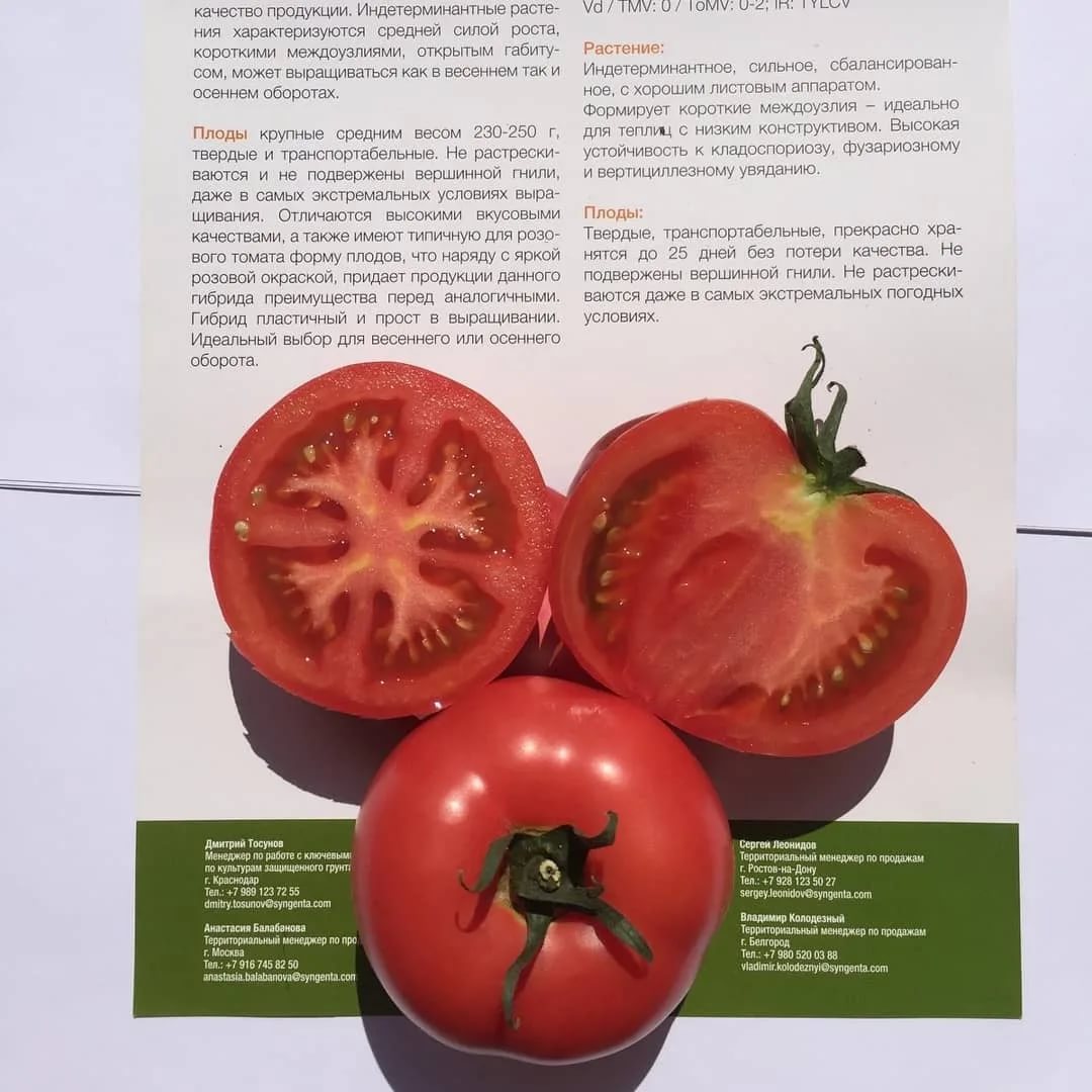 Крупные яркие плоды принесут радость, а вкус вы не забудете никогда — описание сорта томата «розмарин фунтовый»