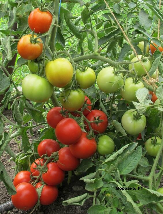 Лучшие сорта томатов для кировской области 2021