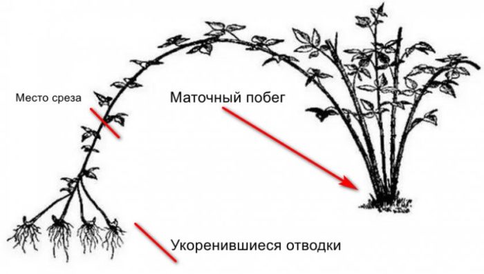 Ежевика садовая - популярные сорта, посадка и уход в саду с фото