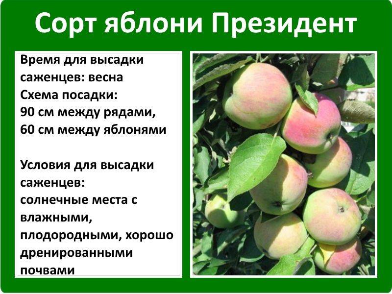 Описание яблони веньяминовское