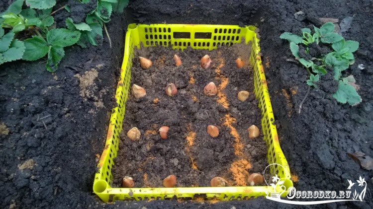 Как посадить тюльпаны в корзины для луковичных?