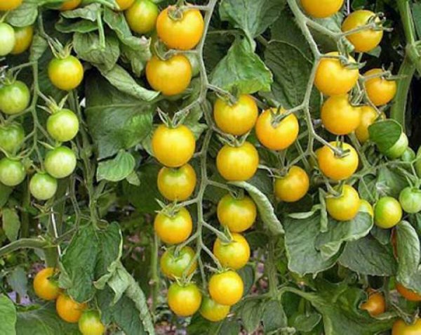 Томат санрайз: характеристика и описание сорта, урожайность с фото