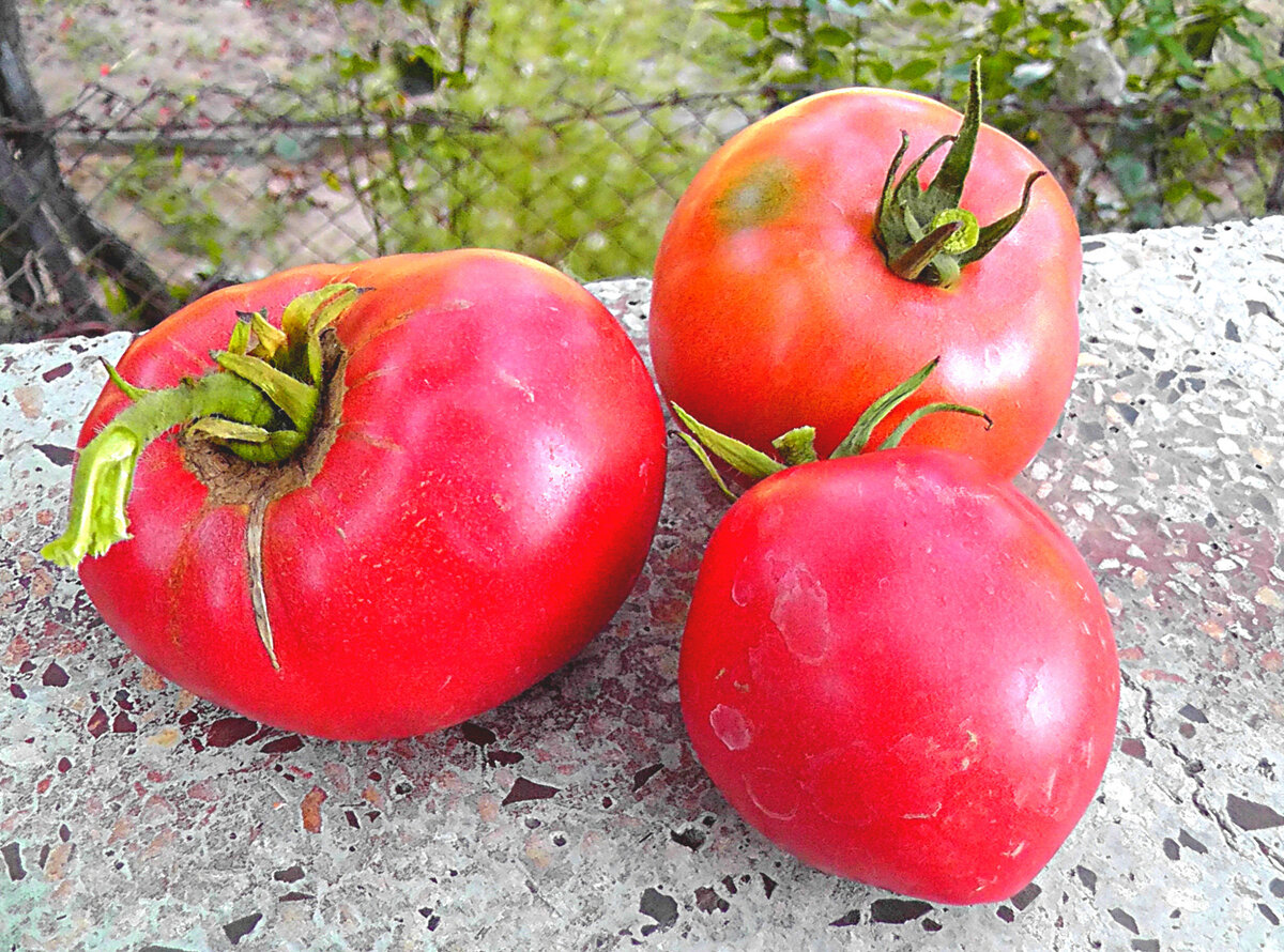 Какой сорт помидоров выбрать для выращивания беларуси
