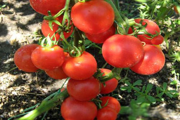 Томат "обские купола": описание и характеристики сорта гибридных помидор русский фермер