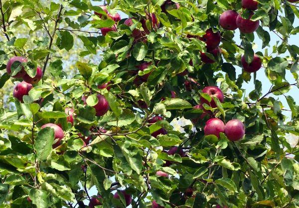 Яблоня алеся, внешние и продуктивные характеристики, выращивание и сбор