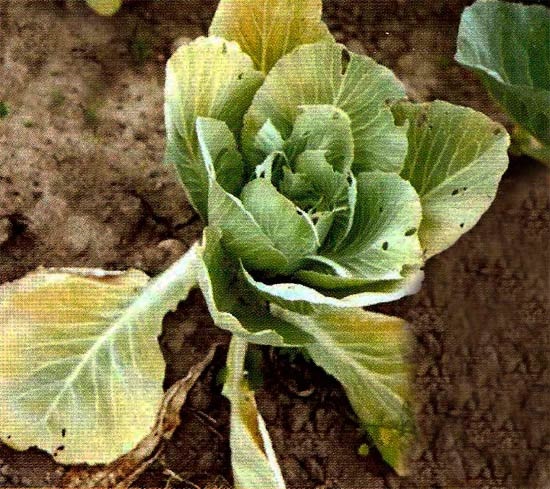 Желтеют и вянут листья капусты: почему так происходит и что делать, кто ест листья капусты
