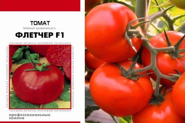 Описание томата Флетчер, общая характеристика плодов и методика выращивания сорта