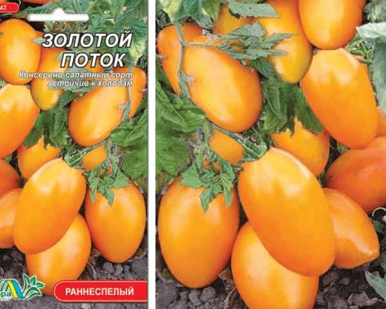 Описание томата Золотой поток и правила выращивания сорта