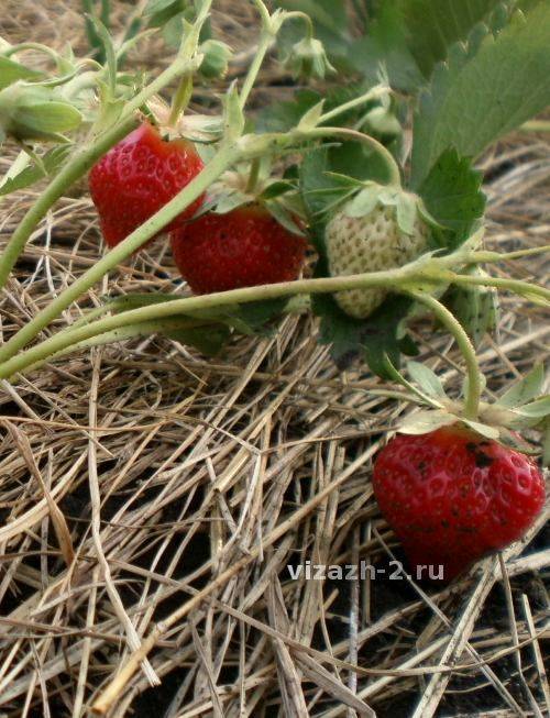 Крыжовник рубиновый кулон: описание сорта, отзывы садоводов, посадка и уход