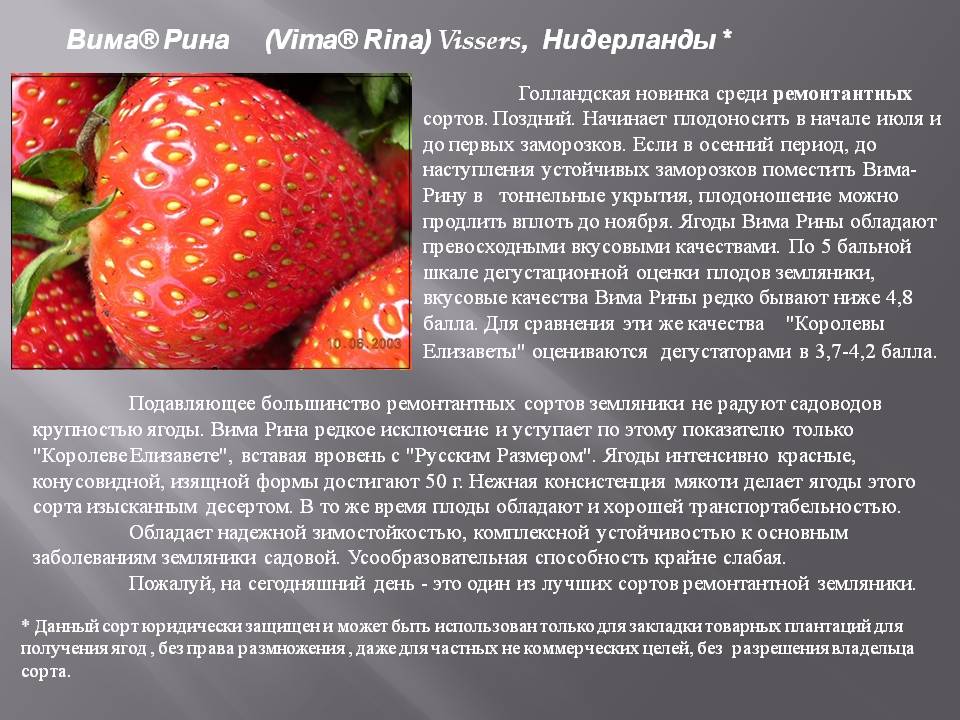 Клубника альба: описание сорта, фото и отзывы садоводов