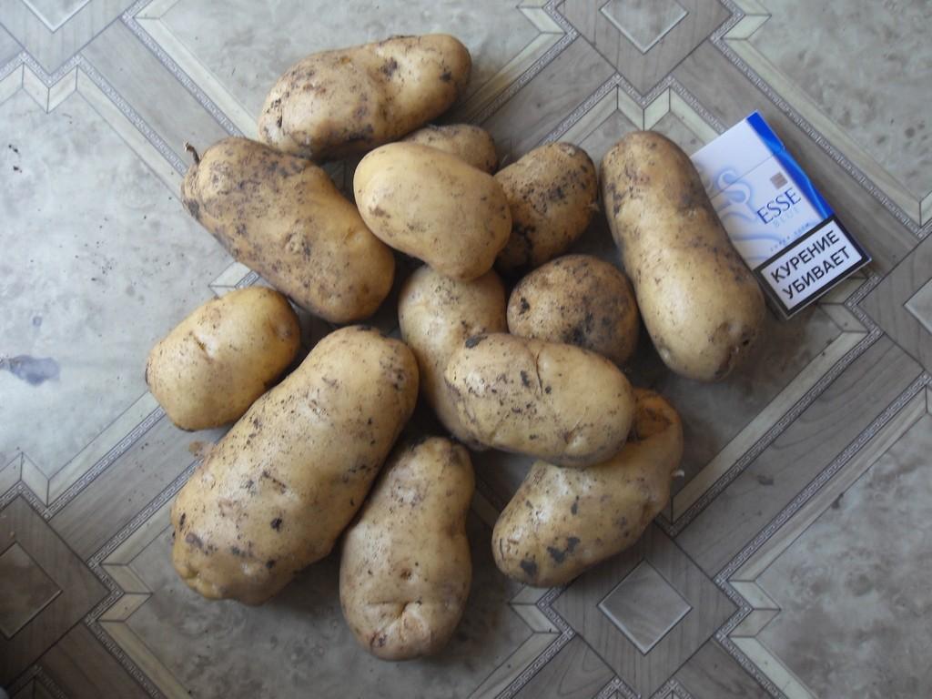 Картофель "крепыш": описание сорта, фото и главные характеристики русский фермер