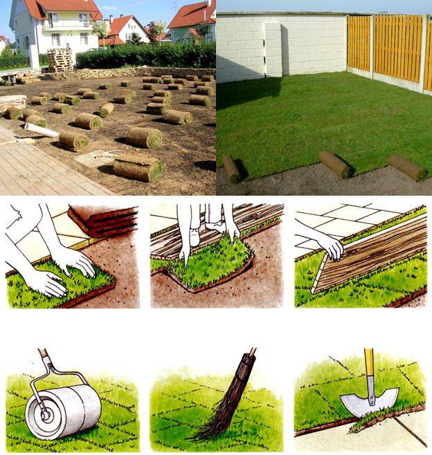 Как сделать газон на даче своими руками: все этапы подготовки и укладки в пошаговой инструкции